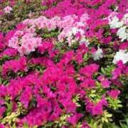 みづき(昭和49年生まれ) 風が強いですね🍃 熟年カップル名古屋～生電話からの営み～