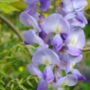 みづき(昭和49年生まれ) 寝ても寝ても 熟年カップル名古屋～生電話からの営み～