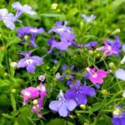 ヒメ日記 2026/04/27 09:29 投稿 みづき(昭和49年生まれ) 熟年カップル名古屋～生電話からの営み～