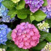 ヒメ日記 2026/06/18 16:55 投稿 みづき(昭和49年生まれ) 熟年カップル名古屋～生電話からの営み～