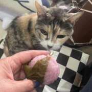 ヒメ日記 2025/04/07 08:15 投稿 かづき 水戸人妻花壇