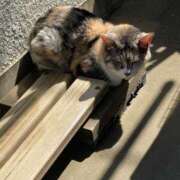 ヒメ日記 2025/04/12 16:18 投稿 かづき 水戸人妻花壇