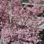 ヒメ日記 2025/04/05 19:34 投稿 江藤　きこ ギン妻パラダイス 谷九店