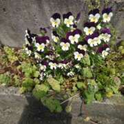 ヒメ日記 2025/04/27 14:01 投稿 江藤　きこ ギン妻パラダイス 谷九店