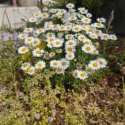 ヒメ日記 2025/05/31 10:49 投稿 江藤　きこ ギン妻パラダイス 谷九店