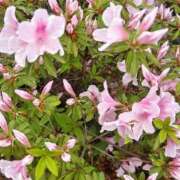 ヒメ日記 2025/06/25 20:02 投稿 江藤　きこ ギン妻パラダイス 谷九店