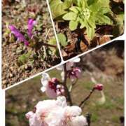 ヒメ日記 2025/02/20 13:04 投稿 みちる モアグループ春日部人妻城