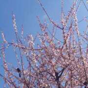 ヒメ日記 2025/03/09 11:13 投稿 みちる モアグループ春日部人妻城