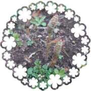 ヒメ日記 2025/03/13 22:42 投稿 みちる モアグループ春日部人妻城