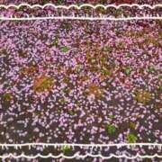 ヒメ日記 2025/03/16 16:33 投稿 みちる モアグループ春日部人妻城