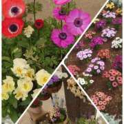 ヒメ日記 2025/03/29 11:33 投稿 みちる モアグループ春日部人妻城