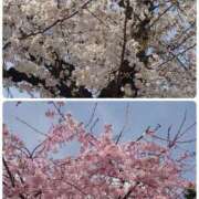 ヒメ日記 2025/03/30 11:18 投稿 みちる モアグループ春日部人妻城