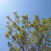 ヒメ日記 2025/04/04 11:04 投稿 みちる モアグループ春日部人妻城