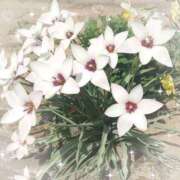 ヒメ日記 2025/04/08 21:48 投稿 みちる モアグループ春日部人妻城