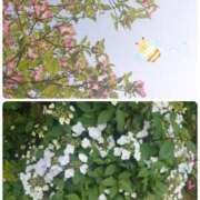 ヒメ日記 2025/04/19 18:18 投稿 みちる モアグループ春日部人妻城