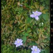 ヒメ日記 2025/05/03 21:03 投稿 みちる モアグループ春日部人妻城