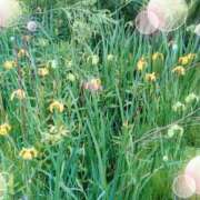 ヒメ日記 2025/05/15 12:19 投稿 みちる モアグループ春日部人妻城