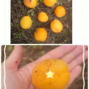 ヒメ日記 2025/06/16 15:18 投稿 みちる モアグループ春日部人妻城