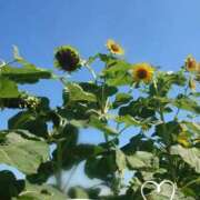 ヒメ日記 2025/07/29 09:39 投稿 みちる モアグループ春日部人妻城