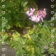 ヒメ日記 2025/07/31 10:09 投稿 みちる モアグループ春日部人妻城