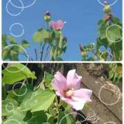 ヒメ日記 2025/08/21 09:48 投稿 みちる モアグループ春日部人妻城