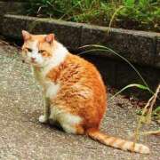 かえで（KAEDE） お礼♡ 裸でマッサージ＋デリヘルサービス！TOKYO VIP