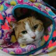 ヒメ日記 2026/03/28 18:38 投稿 のどか（NODOKA） 裸でマッサージ＋デリヘルサービス！TOKYO VIP