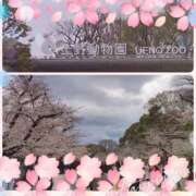 ヒメ日記 2025/04/03 12:42 投稿 ゆきの 吉祥寺おかあさん