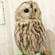 ヒメ日記 2026/03/21 02:09 投稿 まなみ（MANAMI） 裸でマッサージ＋デリヘルサービス！TOKYO VIP