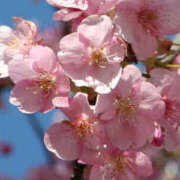 ヒメ日記 2026/03/23 02:23 投稿 れお（REO） 裸でマッサージ＋デリヘルサービス！TOKYO VIP