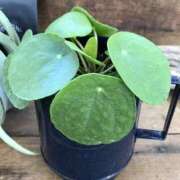 ヒメ日記 2025/12/07 22:41 投稿 さら（SARA） 裸でマッサージ＋デリヘルサービス！TOKYO VIP