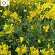 ヒメ日記 2025/03/31 08:22 投稿 みほ 吉祥寺おかあさん