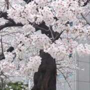 ヒメ日記 2025/04/04 08:02 投稿 みほ 吉祥寺おかあさん