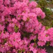 ヒメ日記 2025/04/26 09:03 投稿 みほ 吉祥寺おかあさん