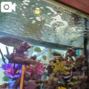 ヒメ日記 2025/05/17 10:03 投稿 みほ 吉祥寺おかあさん