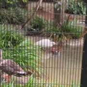 ヒメ日記 2025/06/11 08:12 投稿 みほ 吉祥寺おかあさん