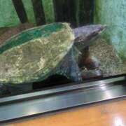 ヒメ日記 2025/06/14 22:52 投稿 みほ 吉祥寺おかあさん