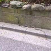 ヒメ日記 2025/06/27 22:42 投稿 みほ 吉祥寺おかあさん