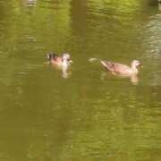 ヒメ日記 2025/07/06 23:22 投稿 みほ 吉祥寺おかあさん