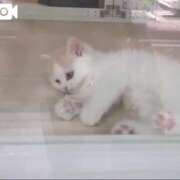 ヒメ日記 2025/08/09 22:52 投稿 みほ 吉祥寺おかあさん