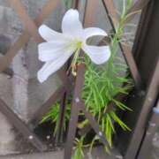 ヒメ日記 2025/08/14 10:22 投稿 みほ 吉祥寺おかあさん