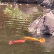 ヒメ日記 2025/08/27 23:32 投稿 みほ 吉祥寺おかあさん