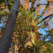 ヒメ日記 2025/11/26 21:42 投稿 みほ 吉祥寺おかあさん