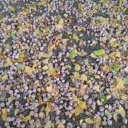 ヒメ日記 2025/11/30 19:12 投稿 みほ 吉祥寺おかあさん