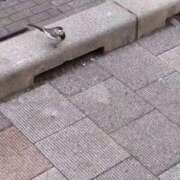 ヒメ日記 2026/01/20 09:22 投稿 みほ 吉祥寺おかあさん