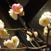 ヒメ日記 2025/03/07 00:32 投稿 けいな 吉祥寺おかあさん