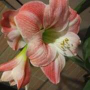 ヒメ日記 2025/06/20 06:52 投稿 けいな 吉祥寺おかあさん