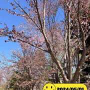 ヒメ日記 2025/04/09 13:12 投稿 早瀬　なおみ ソープランド蜜 人妻・美熟女専門店