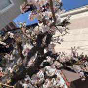 ヒメ日記 2025/05/01 14:52 投稿 早瀬　なおみ ソープランド蜜 人妻・美熟女専門店