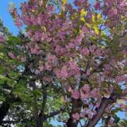 ヒメ日記 2025/05/16 13:42 投稿 早瀬　なおみ ソープランド蜜 人妻・美熟女専門店